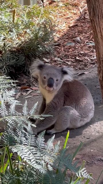 #animals #australia #melbourne #animallover #kangaroo #koala #wombat #travel смотреть онлайн