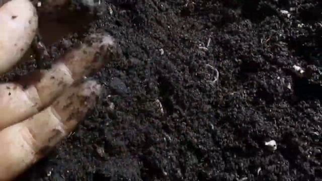 Разведение Дендробены из коконов. Прошло 3 недели . смотреть онлайн