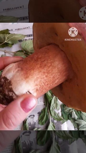 Дела дачные. Первый белый! смотреть онлайн