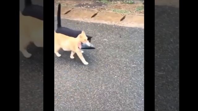 Котя добыл себе вкусную еду и другой котя уже требует поделится :) с Наступающим Вас #shorts смотреть онлайн