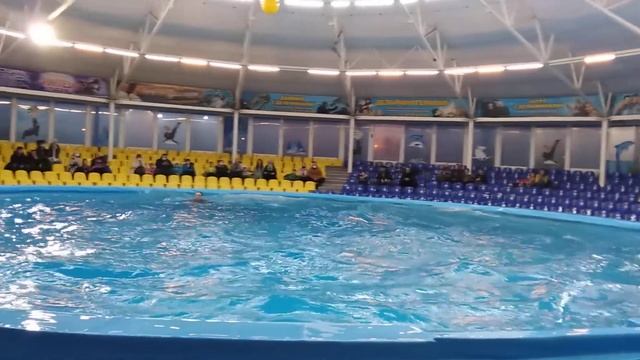 Танцующие дельфины.