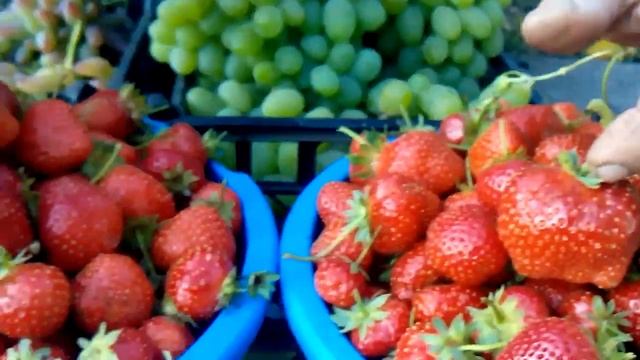 собираюсь на базар урожай 2015 клубника и виноград смотреть онлайн