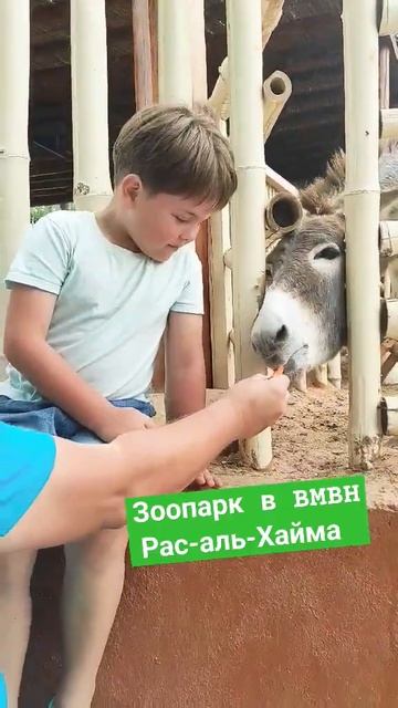 Зоопарк при отеле BMBHotel в Рас-аль-Хайма (ОАЭ) / Ослик любит морковку #осел #отдых2024 #oae #оаэ смотреть онлайн