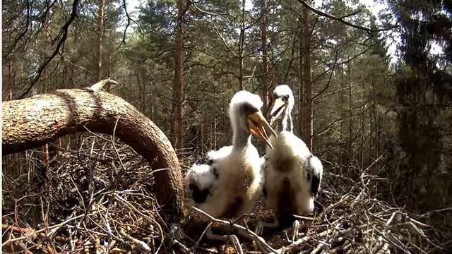 Гнездо черного аиста 2016 06 17 11 47 смотреть онлайн