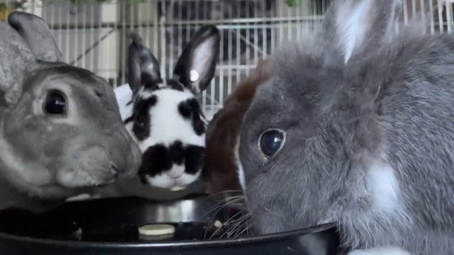 Bunnies eat banana too quickly -_- смотреть онлайн