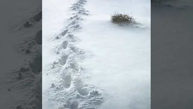 Альберт Комаров
