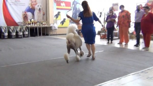 42 Моно пуделей. Касли 04,07,2021.NORD FOREST DIAMOND