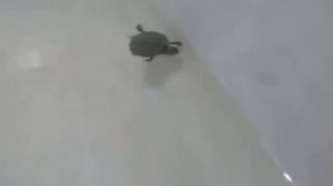 Красноухая черепаха, купание в ванне/ Red-eared a Little turtle, swimming in the bath