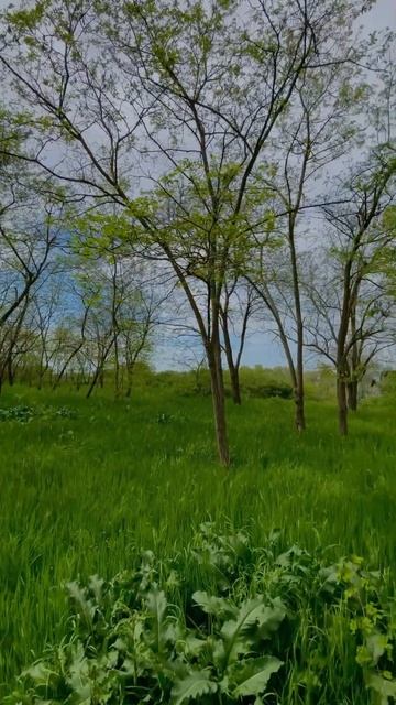 BEAUTIFUL NATURE ❤️ #music #beautifulnature #nature