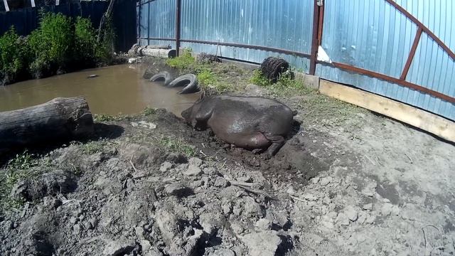 Вьетнамская свинка Циля смотреть онлайн