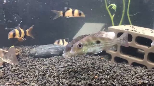 Geophagus Winemilleri juvenile group смотреть онлайн