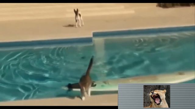 #1 FUNNY Compilation / 614 СЕКУНД СМЕХА