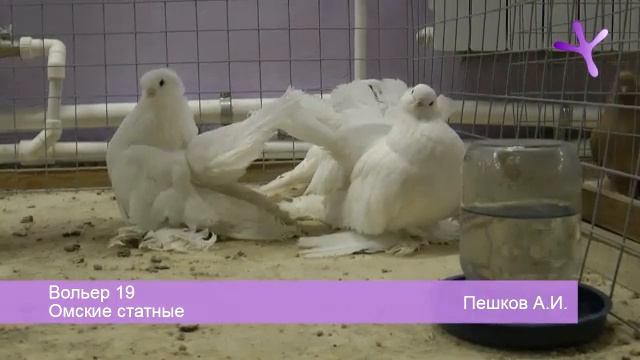 2012.01.14-15 Выставка голубей в Воронеже / Pigeons Show At Voronezh (Russia)