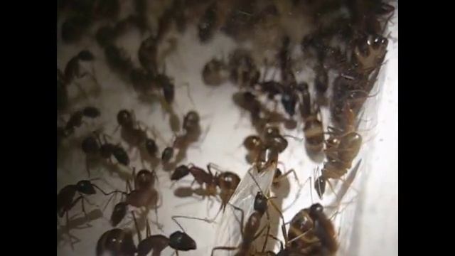 Camponotus fellah life and death of a young queen смотреть онлайн