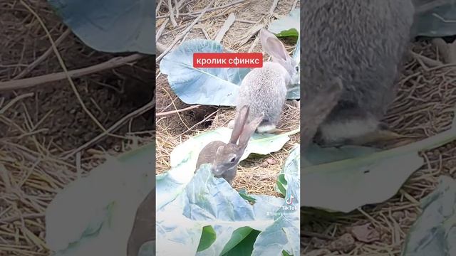 сфинкс кролик смотреть онлайн