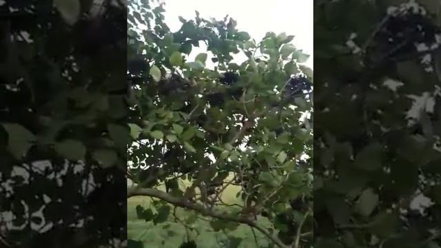 Hyldebær смотреть онлайн