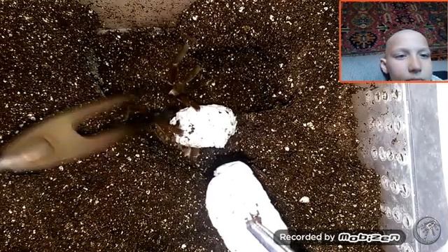 Не знаю что это было про пауков смотреть онлайн
