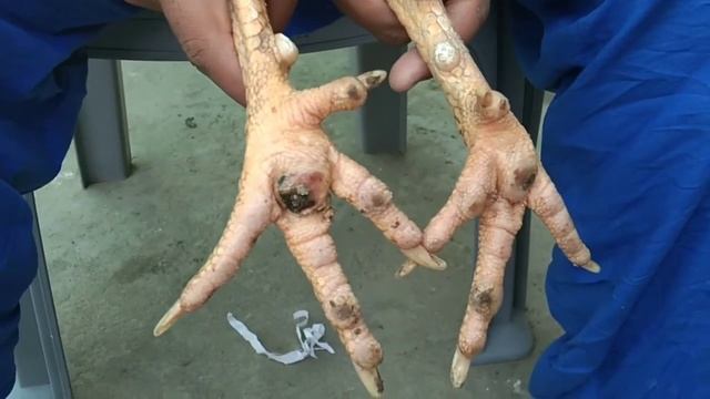 Bumble foot treatment %DA%86%D9%86%DA%88%DB%8C %DA%A9%D8%A7 %D8%A2%D8%B3%D8%A7%D9%86 %D8%B9%D9%84%D