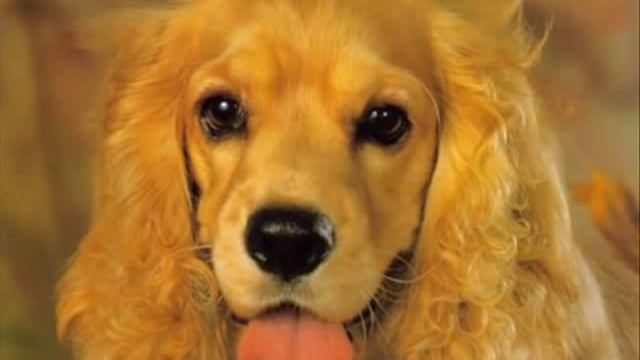 Радители не розрешают собаку? Покажи им это видео! смотреть онлайн