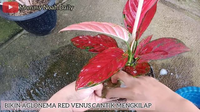 BIKIN AGLONEMA RED VENUS CANTIK MENGKILAP смотреть онлайн