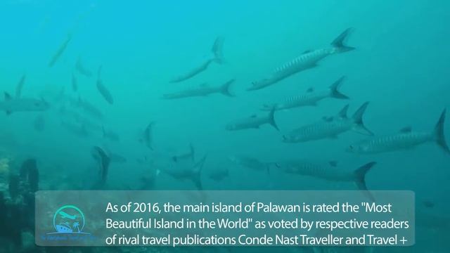 Explore: Palawan - Compare Flights - Best Travel Deals - Last Minute Deals - How to fly cheap смотреть онлайн