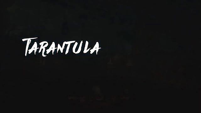 What Is The Meaning of Tarantula? | Halloween Vocabulary смотреть онлайн