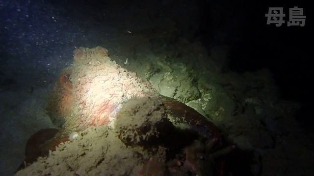 母島夜の海の水中動画【日本一遠い島】小笠原諸島 Underwater video at night смотреть онлайн