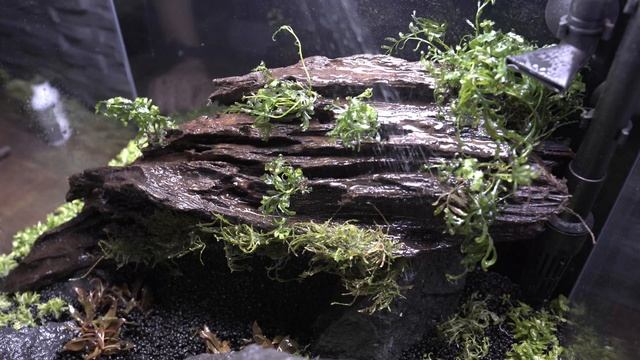 Aquascaping Black Lava Scape 55L #2 - Bepflanzung смотреть онлайн