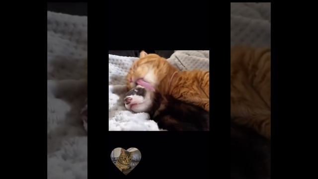 Нарезка смешных животных #5/funny animal video смотреть онлайн