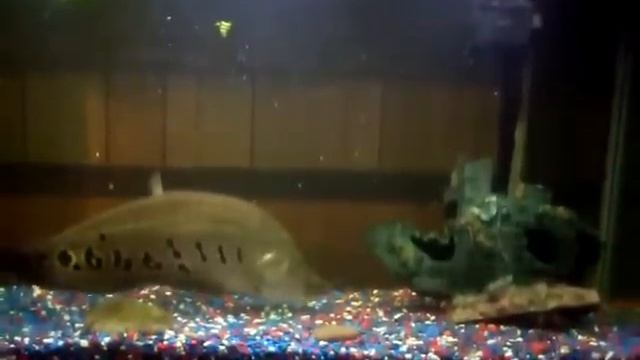 my clown knife fish eating :) 2!! смотреть онлайн