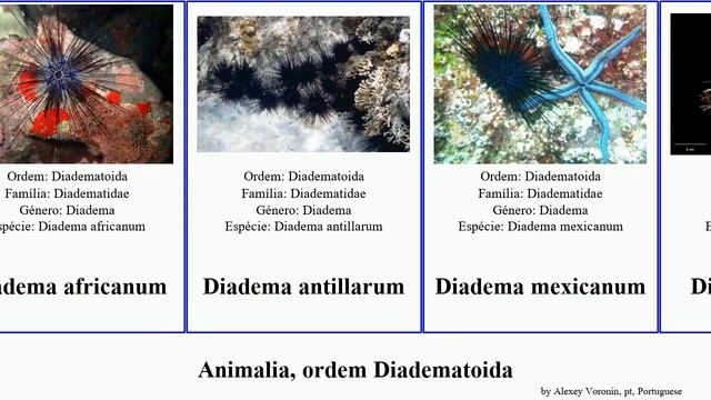 Animalia, ordem Diadematoida featuring pallidum palmeri purpureum coronatus antillarum africanum смотреть онлайн