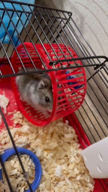 Хома любит крутить колесо🐹 #хомяк #питомец #hamster #pet смотреть онлайн