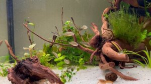 Рак оранжевый карликовый мексиканский