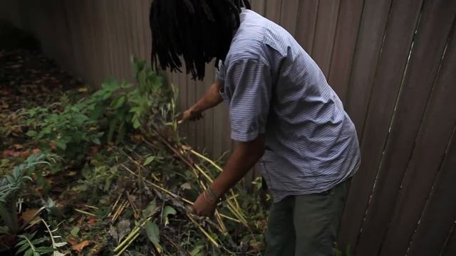 Harvesting & Storing Jerusalem Artichokes смотреть онлайн