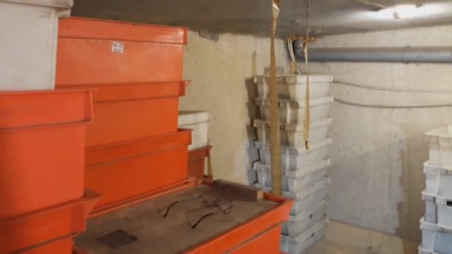 Гибель червя. Одна из возможных причин . смотреть онлайн