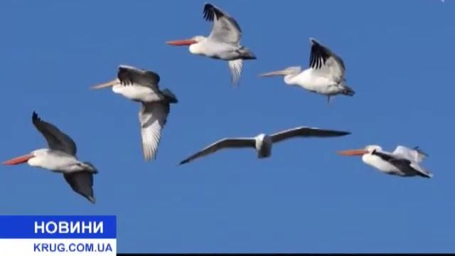 Аномальное тепло птицы остались на зимовку смотреть онлайн