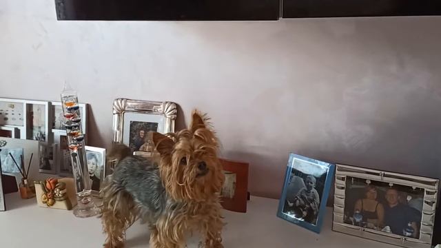 Йорки. Лола в своём репертуаре. смотреть онлайн