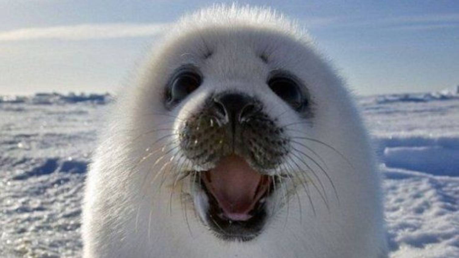 Как легко и быстро нарисовать тюленя смотреть онлайн