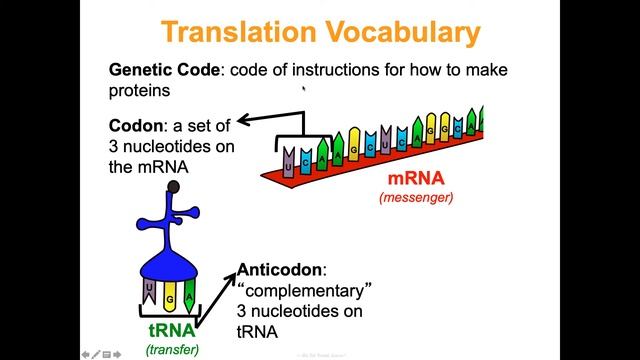 Unit 4 Genetics Concept 2 Notes *UPDATED*
