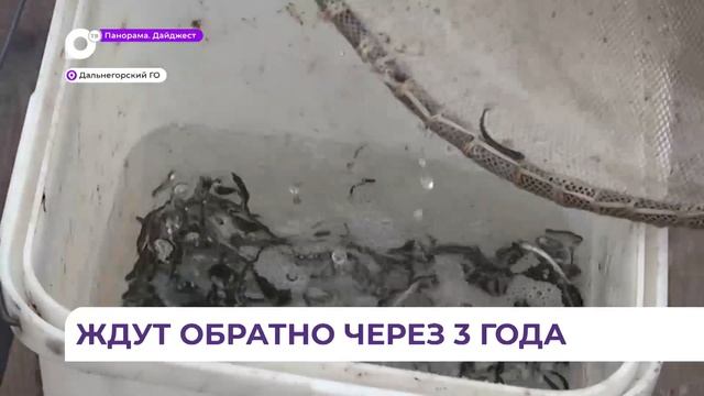 В Дальнегорском районе в большую воду выпустили 6 млн. мальков кеты смотреть онлайн