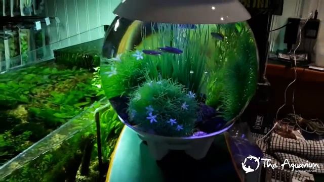 BiOrb HALO 15 Tank Review 2016