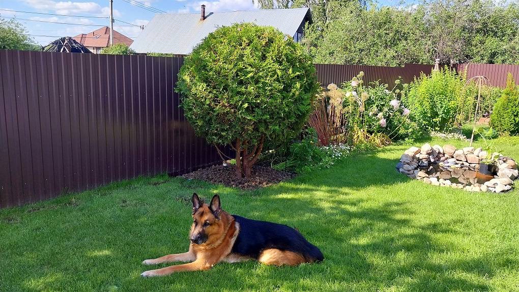 Стрижка Туй.