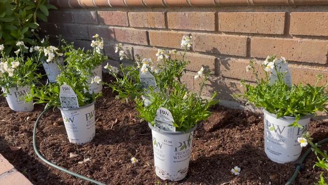 Planting Proven Winners Tomatoes and Coconut Nemesia 🍅🪴| Gardening with the Williams' смотреть онлайн
