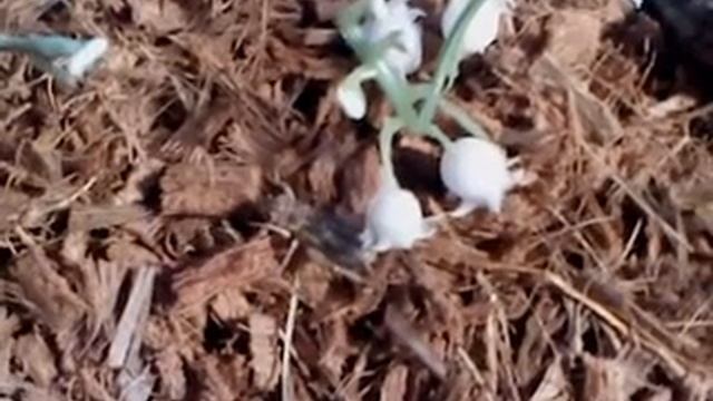 Moja hodowla #2 - karmienie modliszki Hierodula membranacea смотреть онлайн