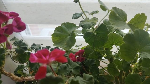 ЧАЙНАЯ ЛОЖКА ПОД ЛЮБОЙ ДОМАШНИЙ ЦВЕТОК И ЦВЕТЕНИЕ БУДЕТ КРУГЛЫЙ ГОД смотреть онлайн