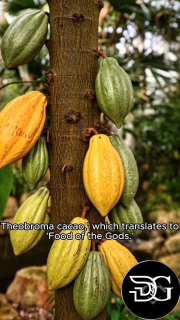 Chocolate's Hidden Secret: Unveiling the Origins of Cocoa 🍫 | Do You Know? смотреть онлайн