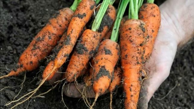 Не Ешьте Морковь, пока не узнаете это! Польза и вред смотреть онлайн