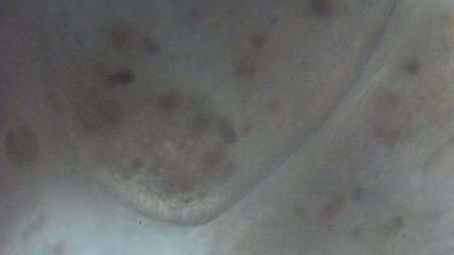 Zoom 400x. Wirujące ,, embriony ,, pierwotniaka .Microscope.Microscopy. смотреть онлайн