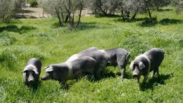 Farmhouse Villa for Rent near Livorno, Italy by traveltuscany.net смотреть онлайн