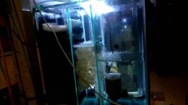 Peacock Bass Tank Setup Filtration смотреть онлайн